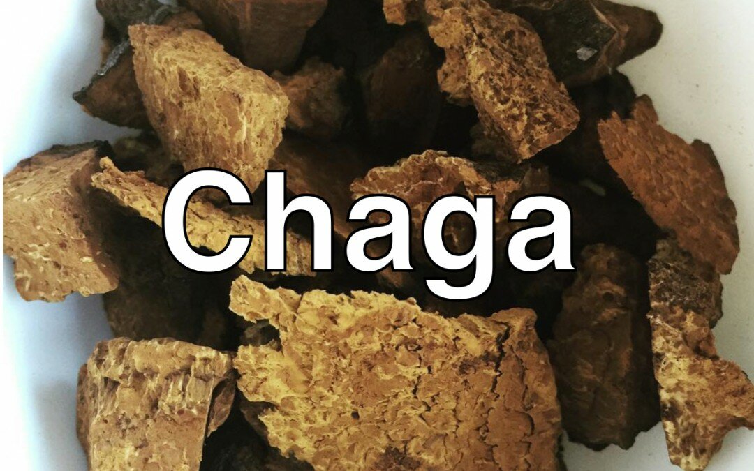Chaga: “Diamond of the Forest” Available again